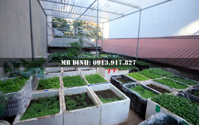 Tầm quan trọng của việc trồng rau xanh trên mái tôn