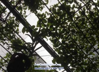 Tấm nhựa Lấy Sáng Tại Hà Nội